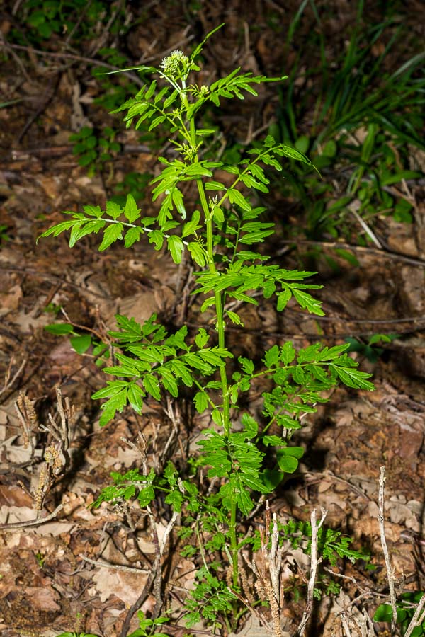 Cardamine impatiens / Billeri comune